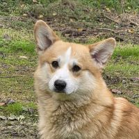 Portrait de Yantar Iz Stolitsy Urala Portrait de Yantar Iz Stolitsy Urala