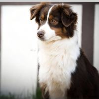 Portrait de Shining Star For D Evine du Templ de Pales Portrait de Shining Star For D Evine du Templ de Pales